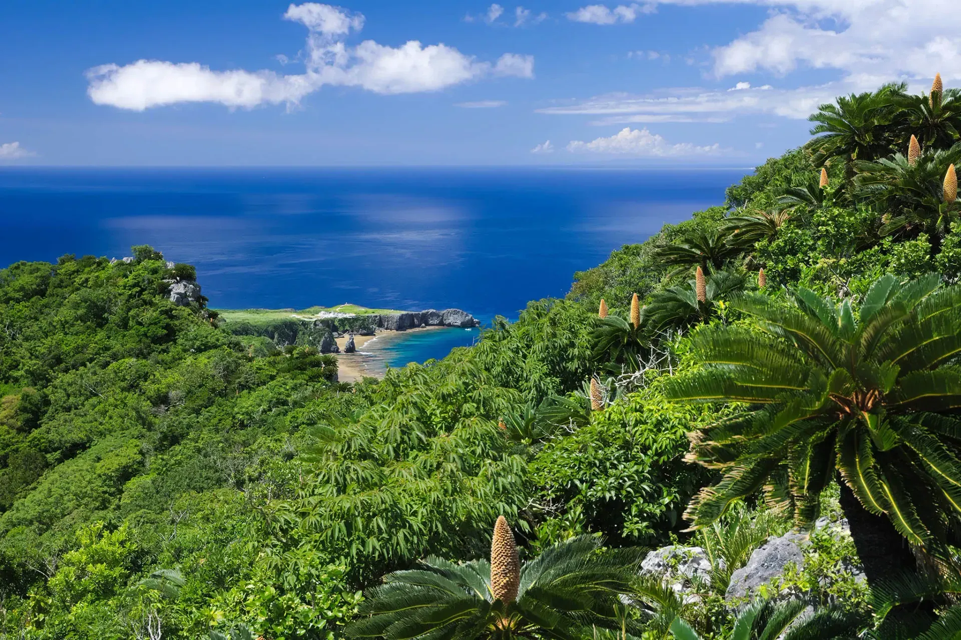 Lush tropical greenery and trees overlook the turquoise South China Sea from a viewpoint in Yanbaru National Park Okinawa Japan