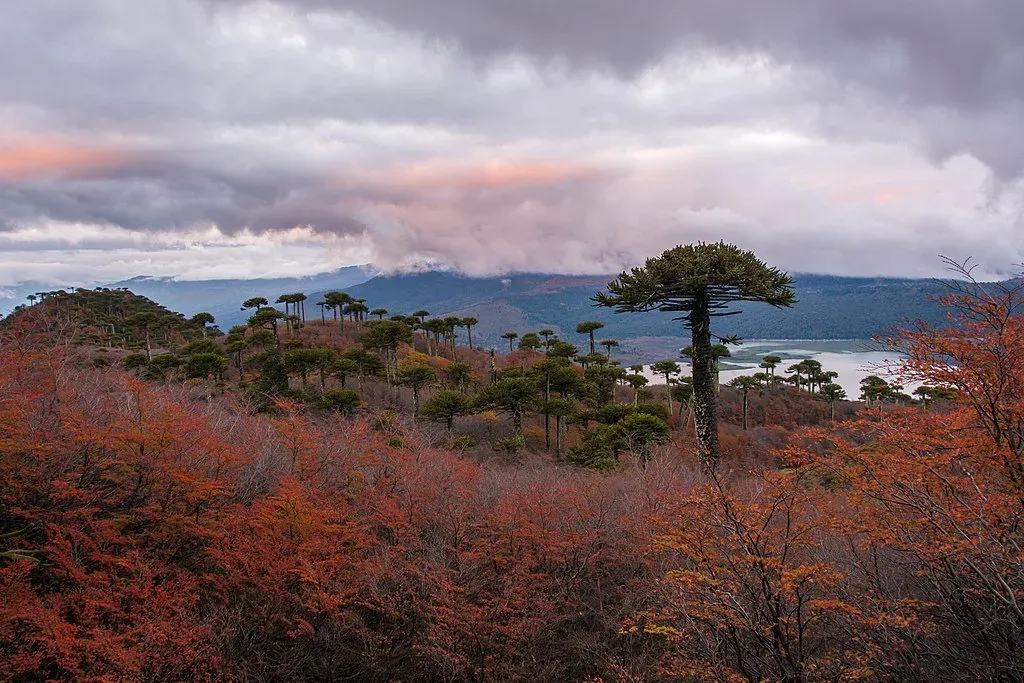 Red and orange autumn foliage surrounding a tranquil lake in Conguillío National Park Chile during fall