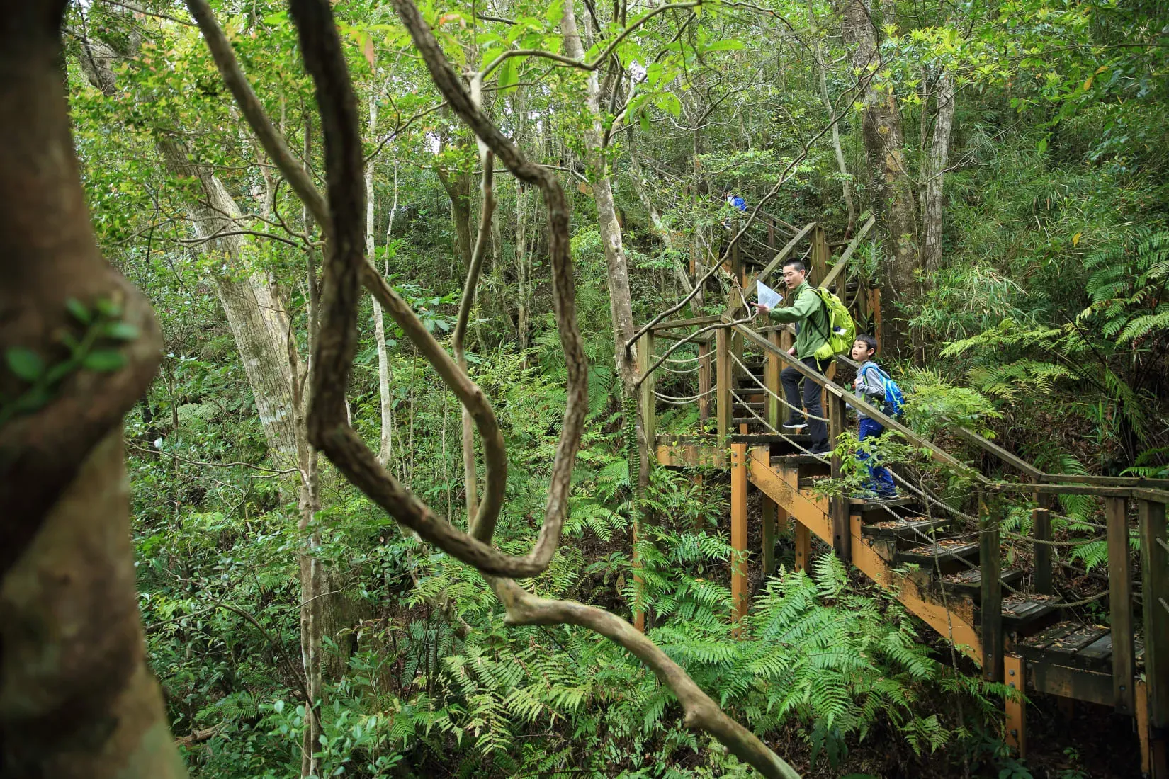 Two hikers ascend a wooden staircase surrounded by dense subtropical forest in Yanbaru National Park Okinawa
