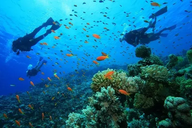 Two scuba divers exploring coral reefs surrounded by colorful tropical fish at Pulau Payar Marine Park Langkawi