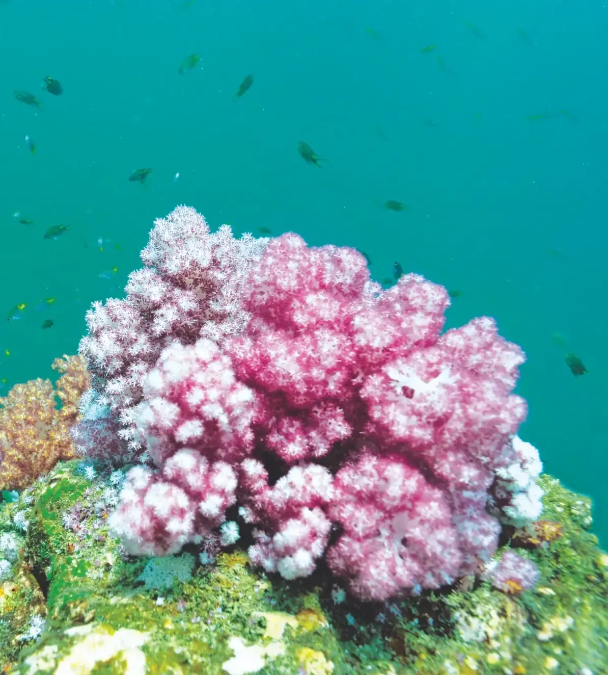 Pink and white soft corals with colorful tropical fish swimming in the clear waters of Pulau Payar Marine Park Langkawi
