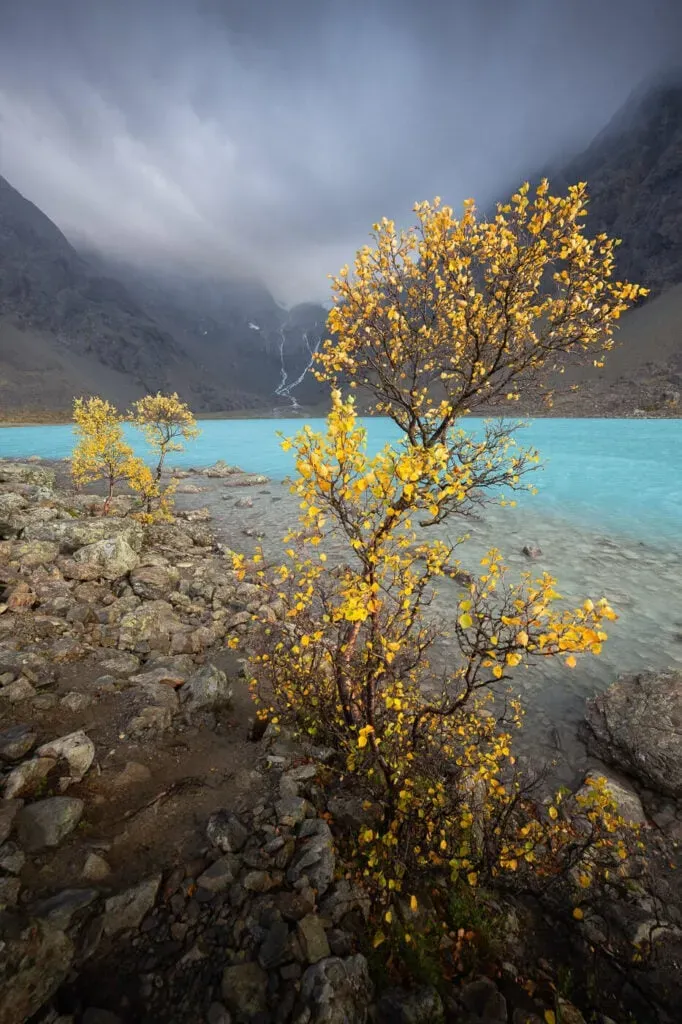 Yellow autumn shrub blooming beside the calm turquoise waters of Blåisvatnet with dark mountains behind