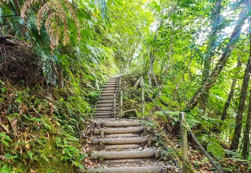 Wooden staircase trail descending through lush subtropical forest