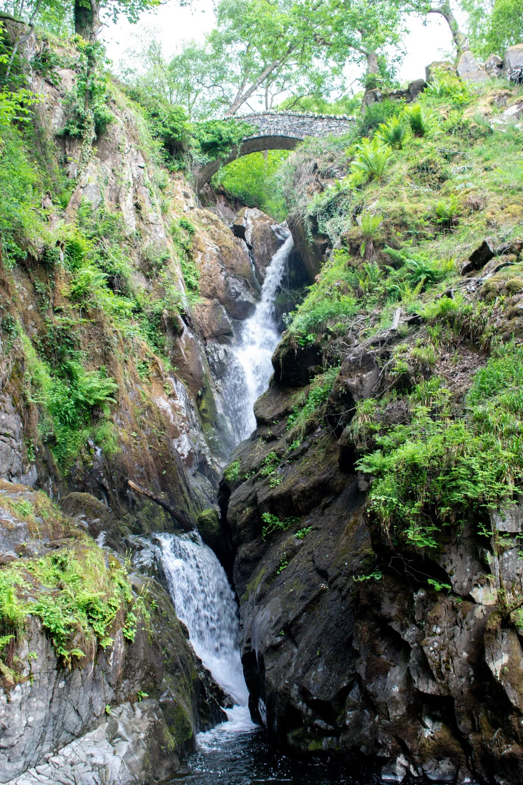 Aira Force waterfall plunging through a narrow rocky gorge surrounded by green ferns and mossy rocks