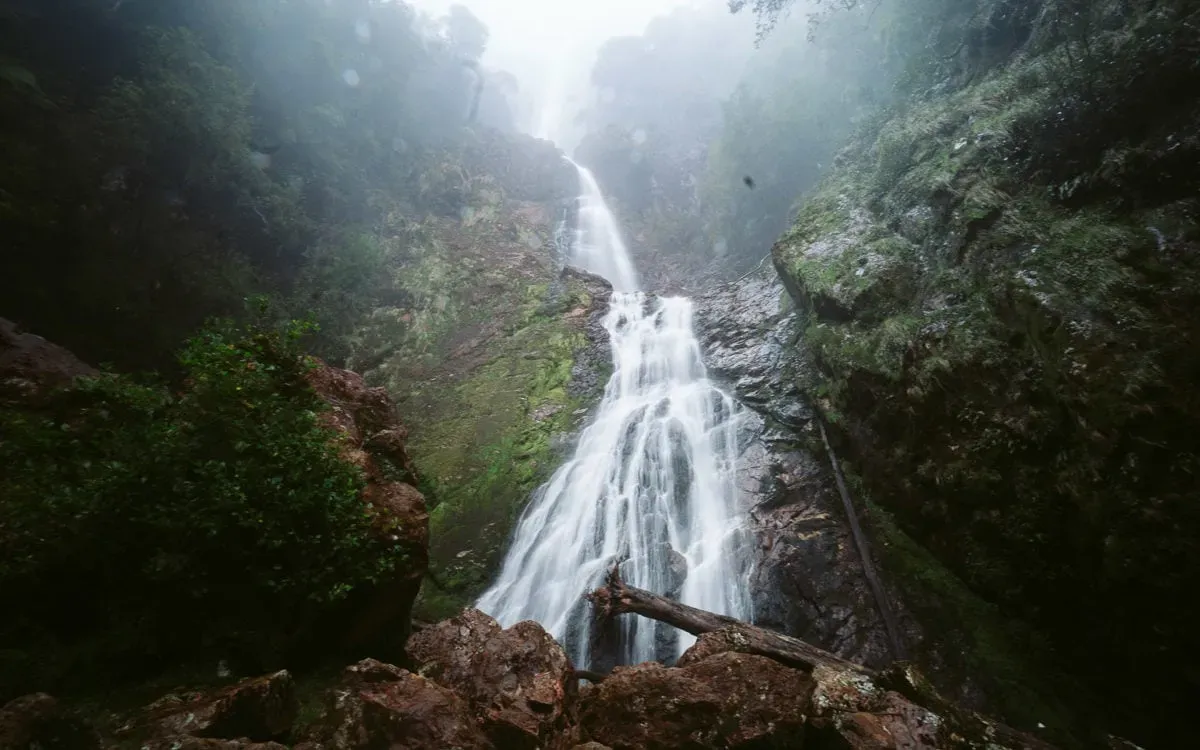 Montezuma Falls Tasmania cascading over moss covered rocks in the Southwest National Park rainforest