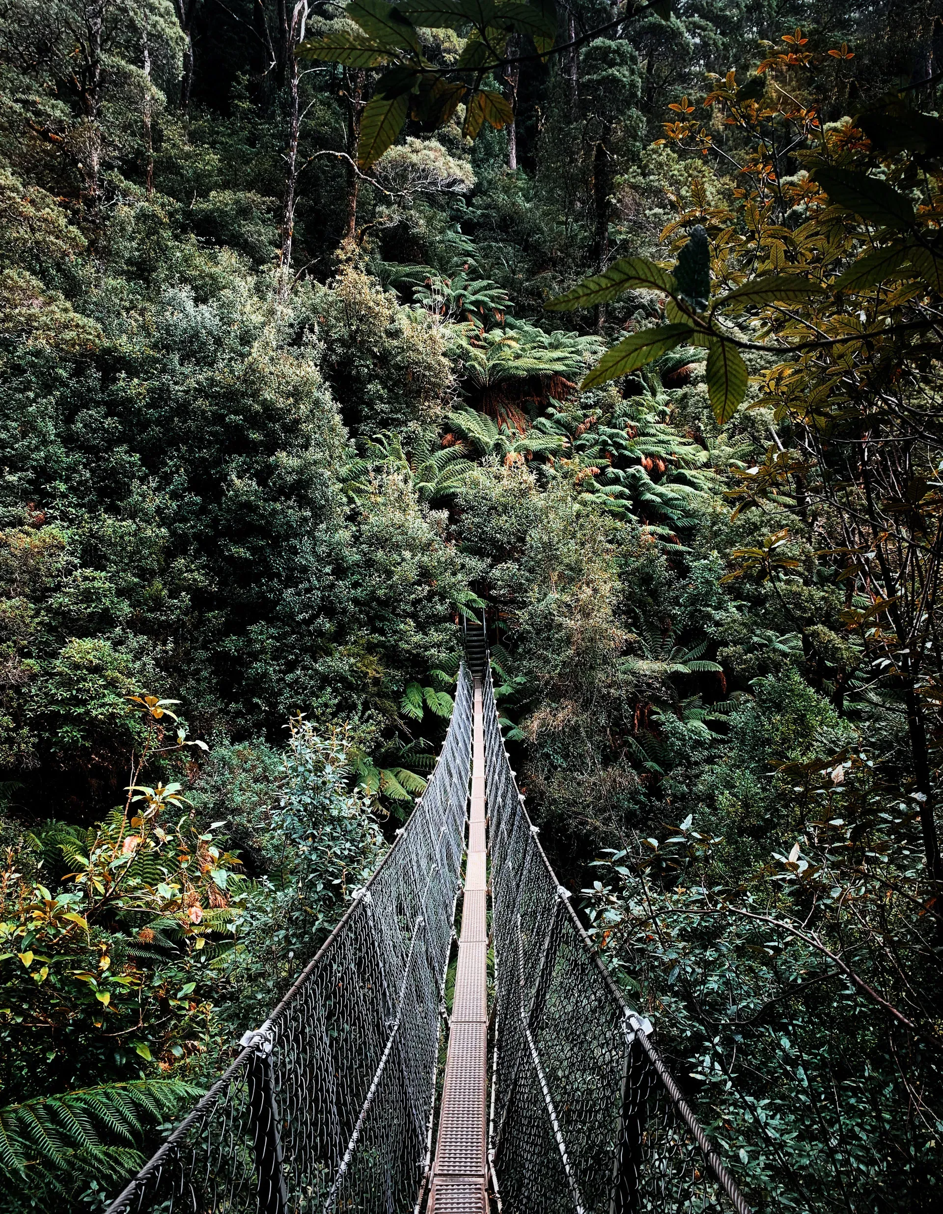 Suspension bridge on the Montezuma Falls Tasmania hiking trail through temperate rainforest