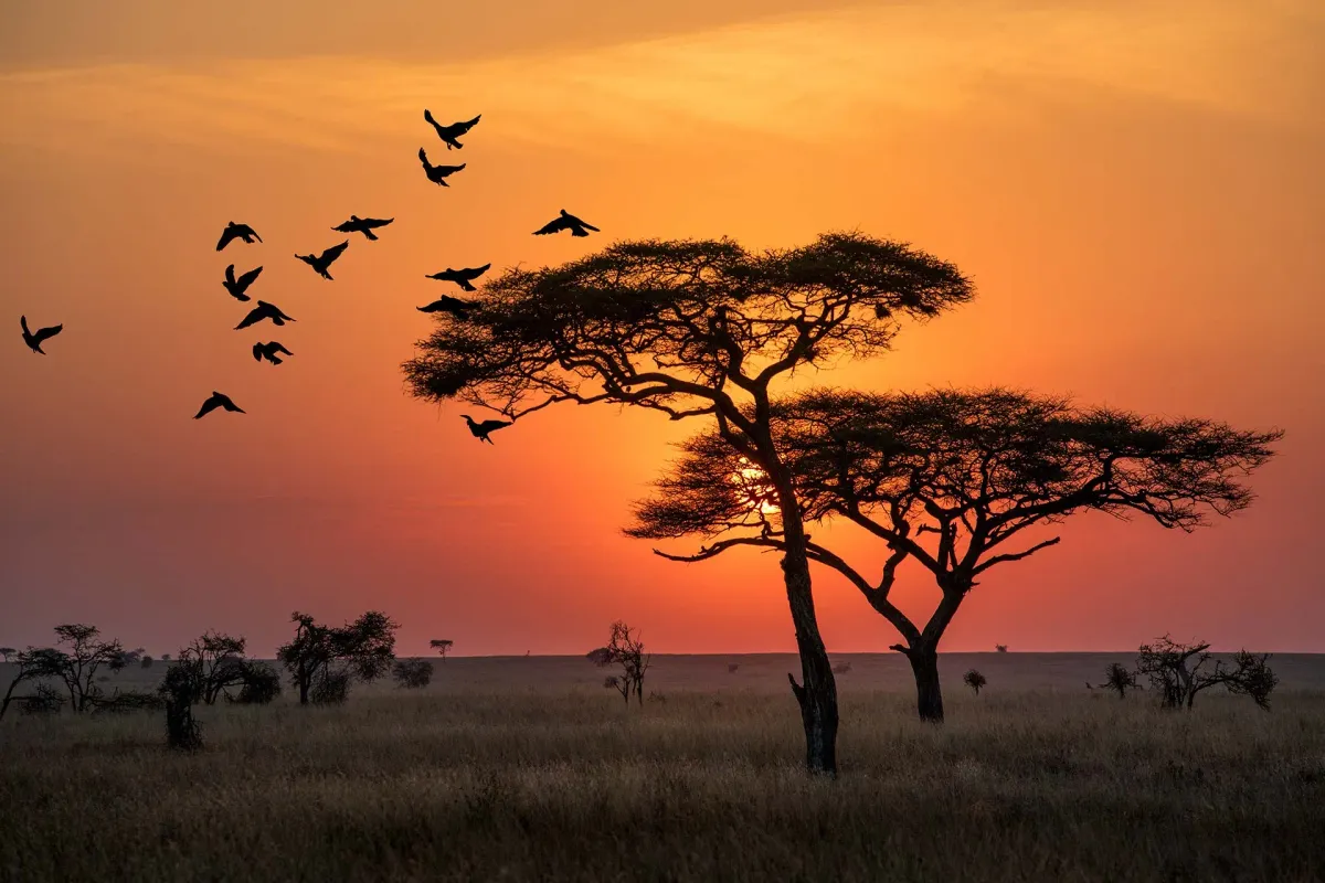 Silhouetted acacia tree against sunset with birds flying over Serengeti National Park Tanzania