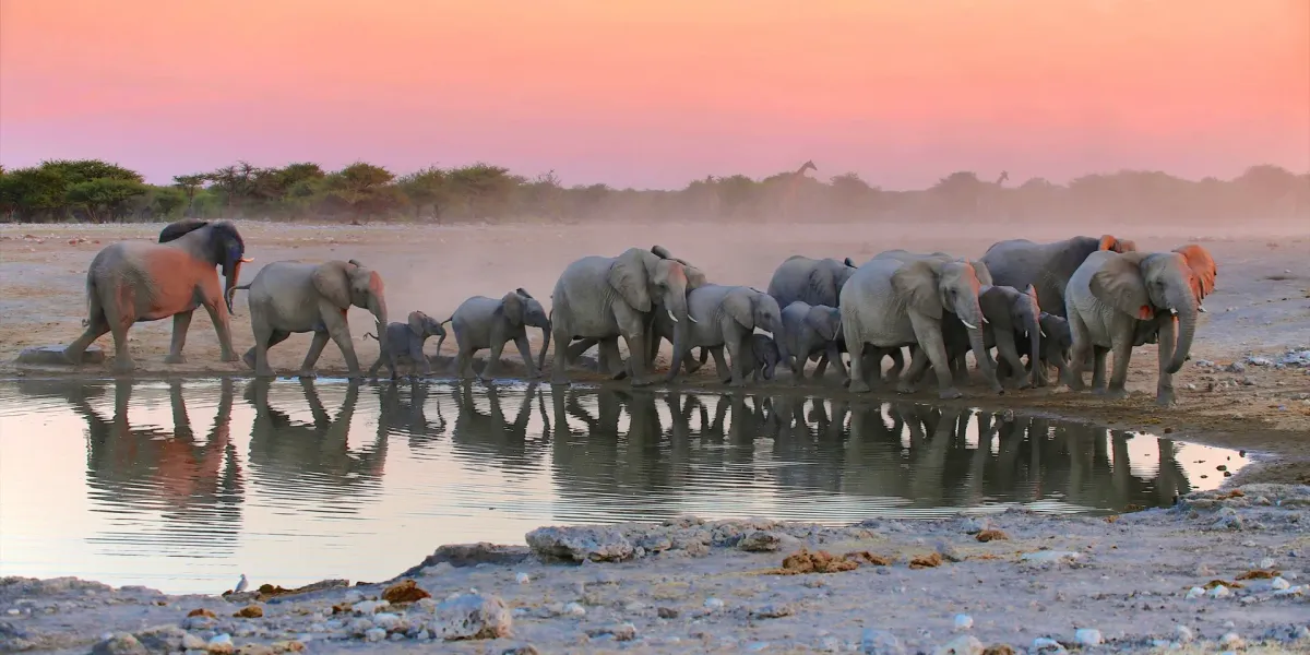 Herd of elephants including calves walking at a waterhole at sunset in Etosha National Park Namibia
