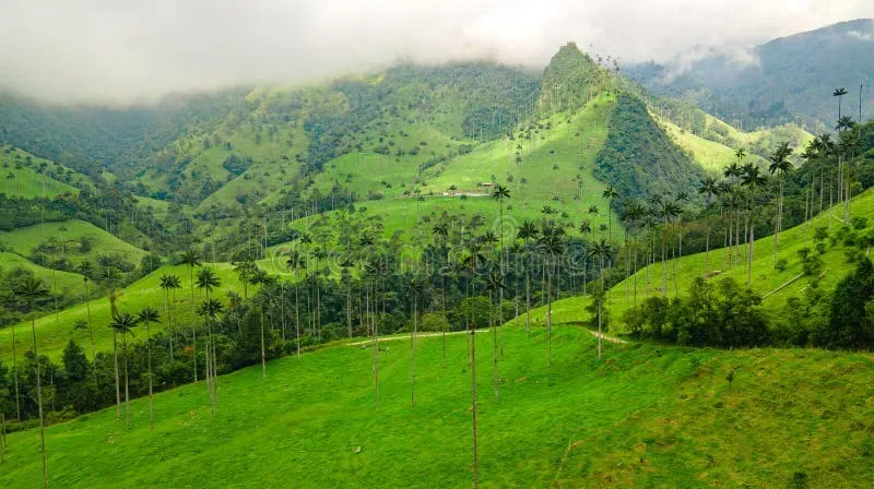 Wax palm trees rising from green hills under a cloudy sky in Valle de Cocora, Colombia