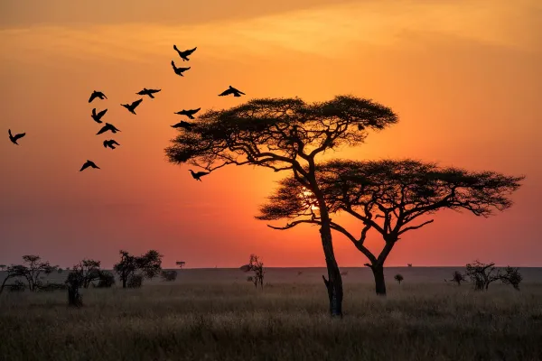 Silhouetted acacia tree against sunset with birds flying over Serengeti National Park Tanzania