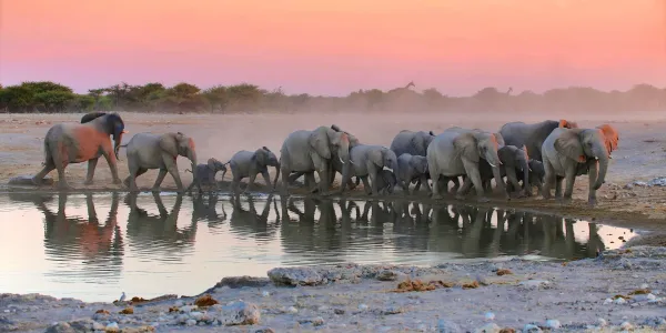 Herd of elephants including calves walking at a waterhole at sunset in Etosha National Park Namibia