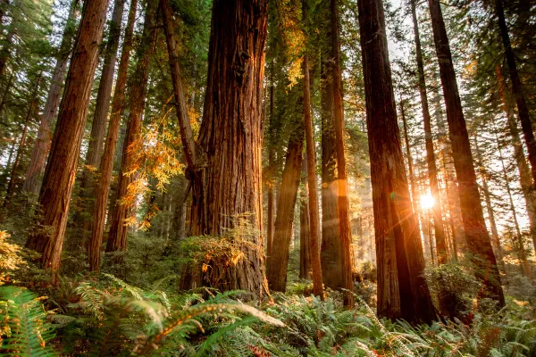 Sunlight filtering through towering ancient coast redwood trees at Lady Bird Johnson Grove