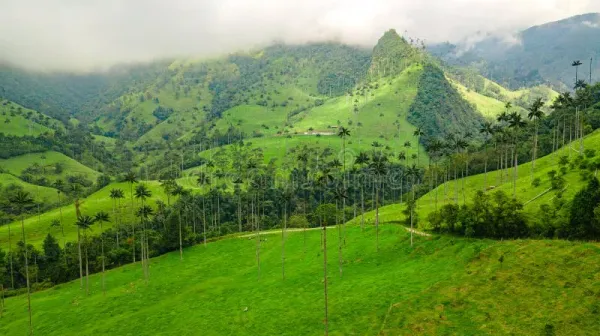 Wax palm trees rising from green hills under a cloudy sky in Valle de Cocora, Colombia