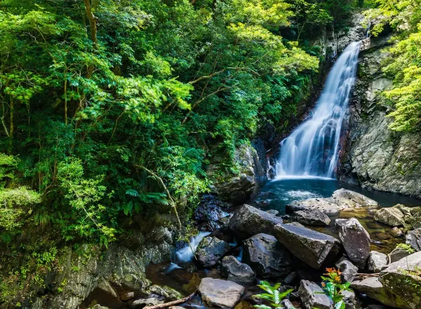 A cascading waterfall plunges into a clear pool surrounded by dense subtropical jungle foliage in Yanbaru National Park Okinawa Japan