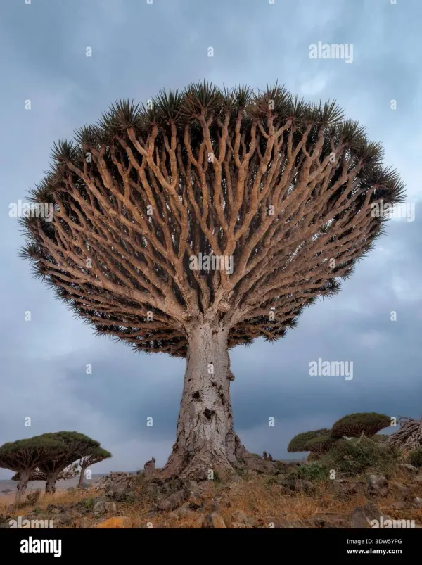 Dragon blood tree with umbrella canopy growing on rocky terrain of Socotra Island Yemen