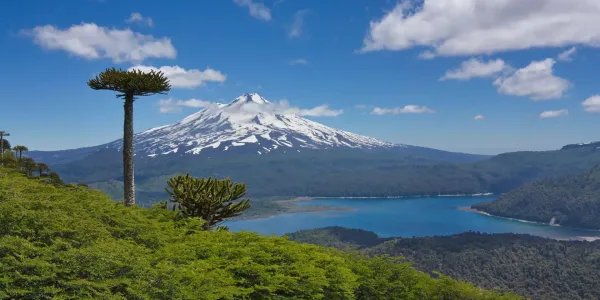 Llaima volcano reflected in Lago Conguillío with ancient araucaria trees and lush forests in Conguillío National Park Chile