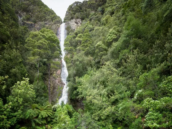 Montezuma Falls Tasmania: the 104-metre cascade drops down a moss covered cliff face in Southwest National Park